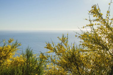 Cytisus scoparius ya da Atlantik kıyı şeridinde açan sıradan süpürge sarı çiçekleri.