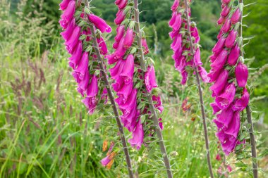 Digitalis purpurea ya da yüksükotu koyu pembe çiçekler açan 
