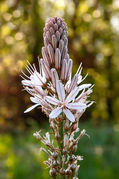 Asphodelus Aestivus Flores Blancas Del Asphodel Del Verano Que Florecen — Foto de Stock