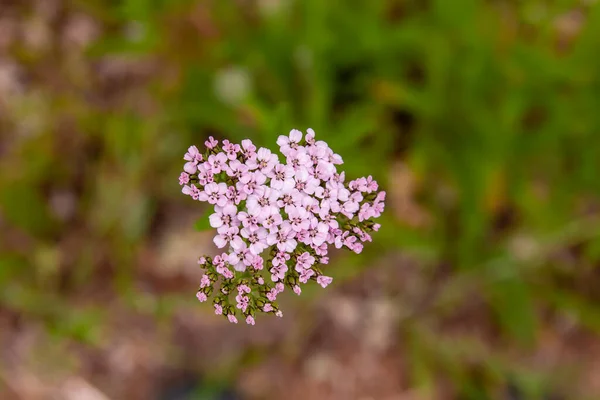 Rölleka Rosa Blommor Nära — Stockfoto