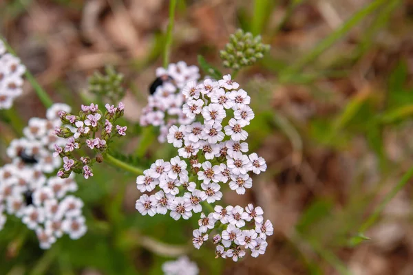 Yarrow Flores Color Rosa Pálido Cerca —  Fotos de Stock