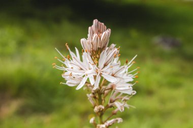 Asphodelus aestivus ya da yaz kuşunun açtığı beyaz çiçekler
