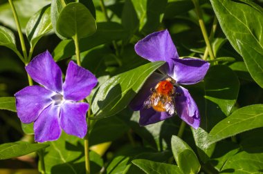 Baharda bir menekşe çiçeğini dölleyen yaban arısı
