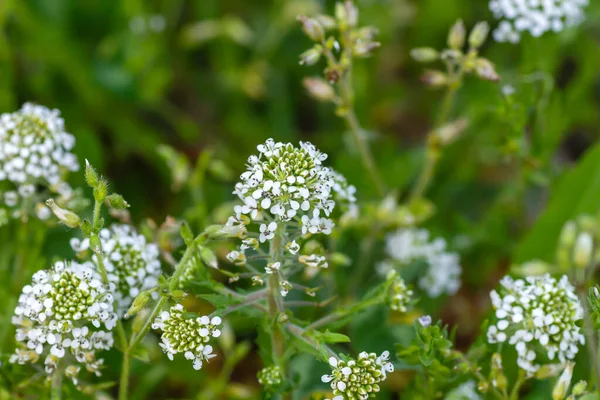 白花を閉じると白花を咲かせるレピジウム バージニアまたはバージニア ペパーウィードの植物 — ストック写真