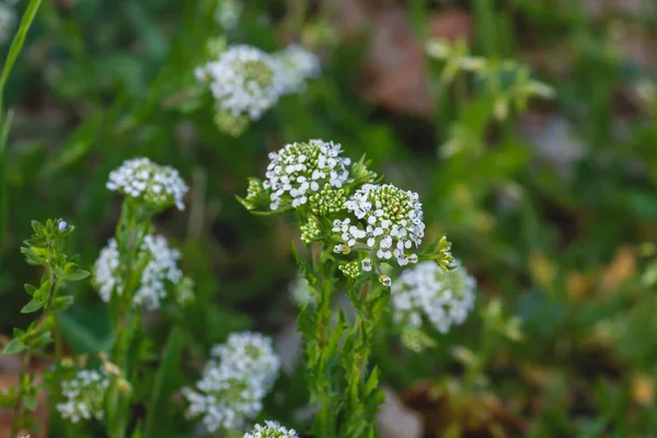 白花を閉じると白花を咲かせるレピジウム バージニアまたはバージニア ペパーウィードの植物 — ストック写真