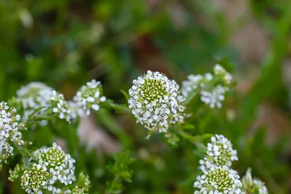 Lepidium Virginicum Virginia Peperweed Plant Bloeien Witte Bloemen Close — Stockfoto