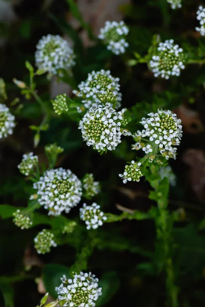 白花を閉じると白花を咲かせるレピジウム バージニアまたはバージニア ペパーウィードの植物 — ストック写真