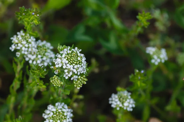 白花を閉じると白花を咲かせるレピジウム バージニアまたはバージニア ペパーウィードの植物 — ストック写真