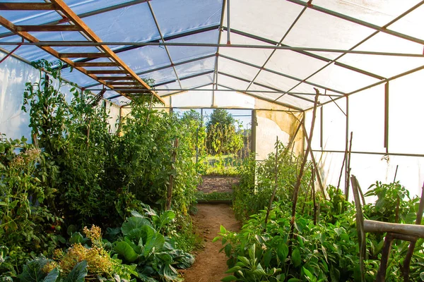 Hortalizas Que Crecen Invernadero Doméstico — Foto de Stock