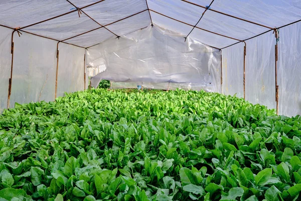 Cultivo Legados Hojas Verdes Invernadero Plástico — Foto de Stock