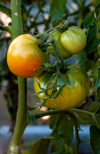 Mogna Tomater Som Växer Köksträdgård — Stockfoto