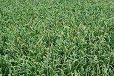 Yeşil soğan tarlası, geniş tarım.