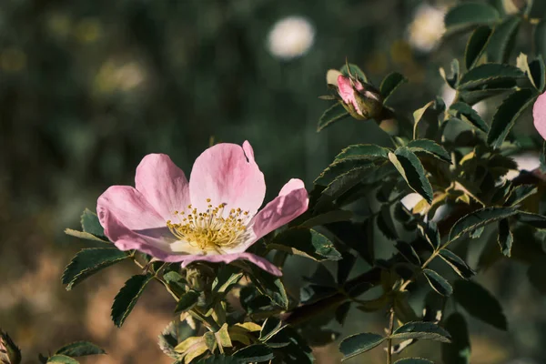 Rosa Canina Dog Rose Pale Pink Flower Blooming Spring — Stock Photo, Image