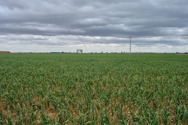 Campo Cebolas Verdes Agricultura Extensiva Mancha Espanha — Fotografia de Stock