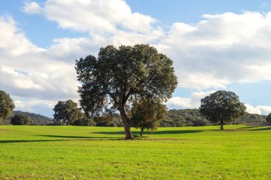 Holm meşe korusu, yeşil çimenlikteki quercus ilex ağaçları