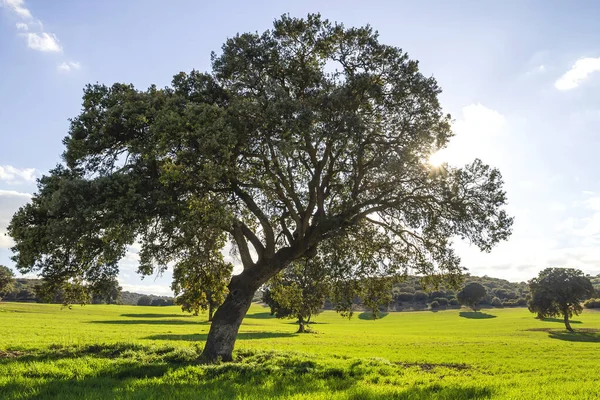 Holm Bosque Carvalho Quercus Ilex Árvores Gramados Verdes Landscap — Fotografia de Stock