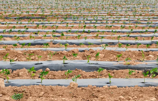 Plantas Pimenta Que Crescem Terras Agrícolas Com Plástico Muito Camas — Fotografia de Stock