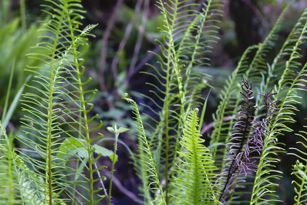 日陰で湿気の多い森の中で育つ硬いシダの新鮮な緑のフロント — ストック写真