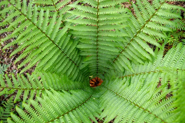 Frondas Verdes Gern Macho Que Crecen Con Forma Lanzadera —  Fotos de Stock