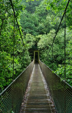 Green old-growth forest with suspension bridge over the river in Fragas do Eume natural park, Galicia, Spain clipart