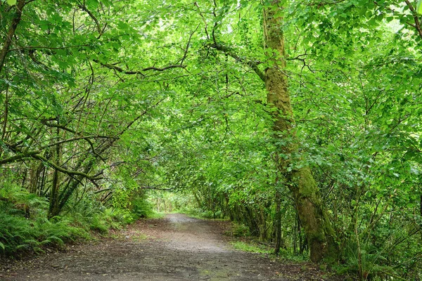 Χωματόδρομος Στο Καταπράσινο Δάσος Παλαιάς Ανάπτυξης Στο Φυσικό Πάρκο Fragas — Φωτογραφία Αρχείου
