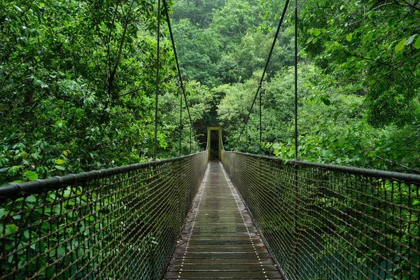 Forêt Ancienne Verte Avec Pont Suspendu Sur Rivière Dans Parc — Photo