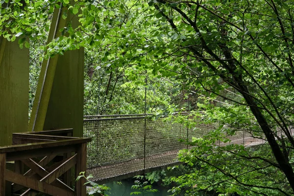 Bosque Verde Crecimiento Antiguo Con Puente Colgante Sobre Río Parque — Foto de Stock