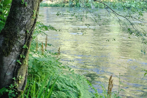 Fragas Taki Yeşil Orman Nehir Eume Doğal Parkı Galiçya Spanya — Stok fotoğraf