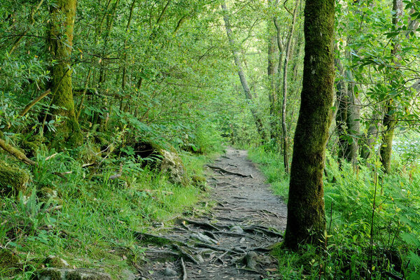 Footpath in green old-growth forest in Fragas do Eume natural park, Galicia, Spain