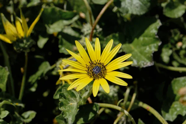 Cape Dandelion Yellow Flower Close — Stock Photo, Image