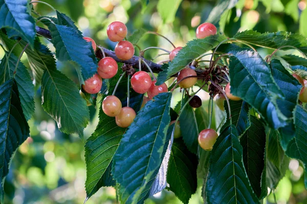 Fresh Sweet Cherries Ripening Cherry Tree — Stock Photo, Image