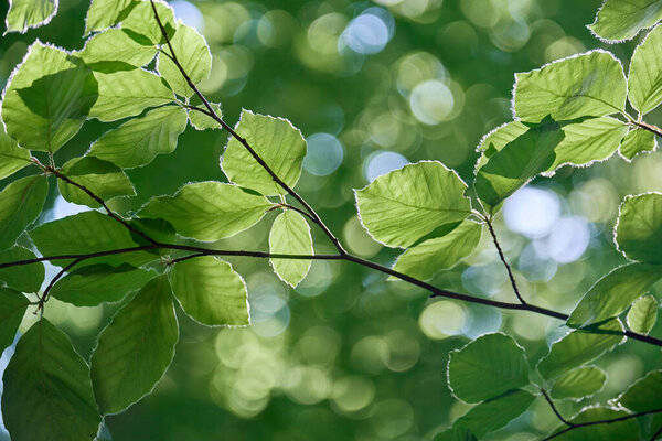 Detail of fagus sylvatica or beech tree green foliage