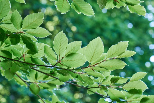 Detalhe Fagus Sylvatica Faia Árvore Folhagem Verde — Fotografia de Stock