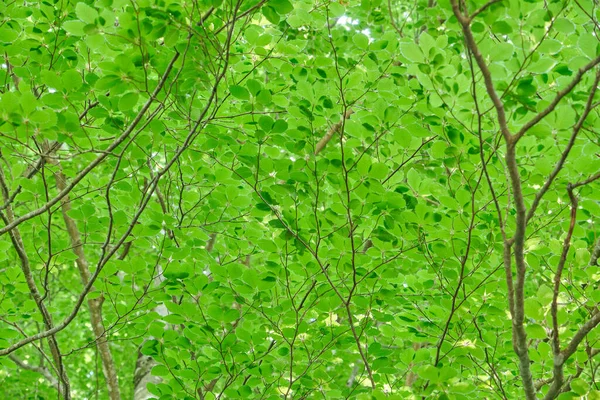 Detail Van Fagus Sylvatica Beukenboom Groen Blad — Stockfoto