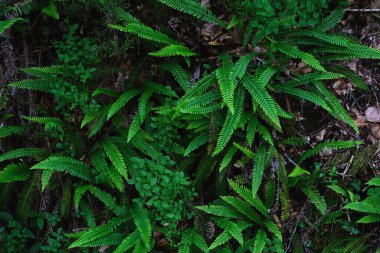 Karanlık ve nemli bir ormanda yetişen sert eğreltiotu taze yeşil yaprakları.