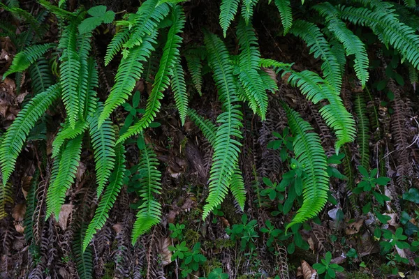 日陰で湿気の多い森の中で育つ硬いシダの新鮮な緑のフロント — ストック写真