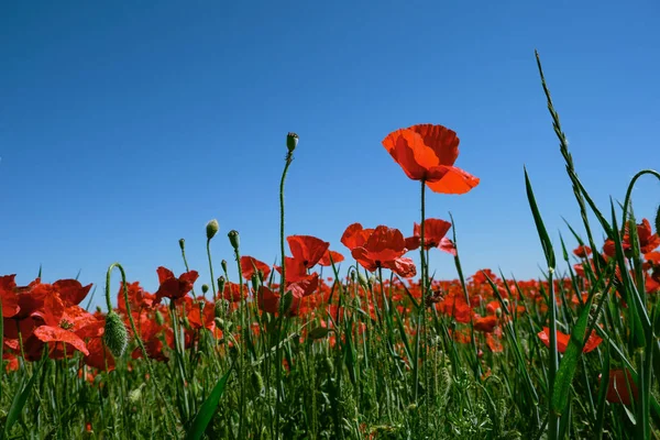 Red Poppy Wild Flowers Blooming Springtime Fields Blue Sky Background — Stock Photo, Image