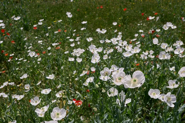 Papaver Somniferum Known Opium Poppy White Flower Blooming Springtime — Stock Photo, Image