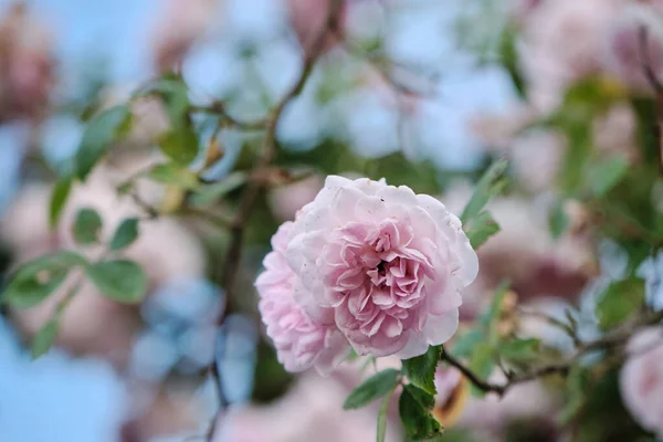 法国玫瑰Rosagalica粉红色的花 — 图库照片
