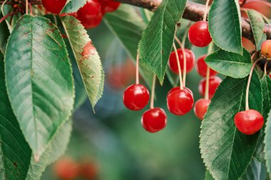 Kiraz ağacında taze ve tatlı kirazlar olgunlaşıyor.
