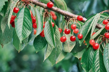 Kiraz ağacında taze ve tatlı kirazlar olgunlaşıyor.