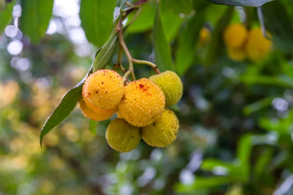 Arbutus Unedo Fraisier Fruits Gros Plan — Photo