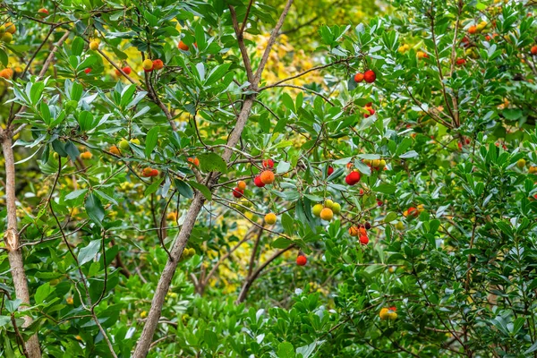 Arbutus unedo or strawberry tree fruits close up