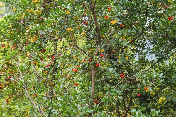 Arbutus Unedo或草莓树成熟水果关闭 — 图库照片