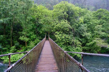 Fragas do Eume doğal parkında asma köprüsü olan yeşil orman Galiçya, İspanya
