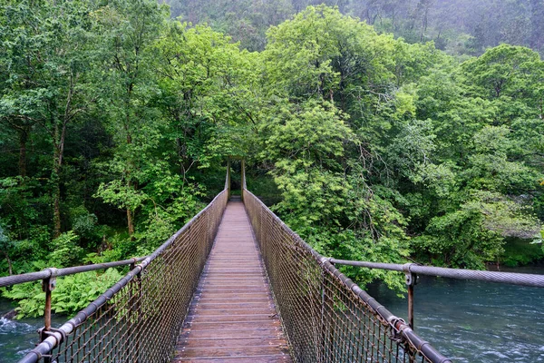 Forêt Ancienne Verte Avec Pont Suspendu Sur Rivière Dans Parc — Photo