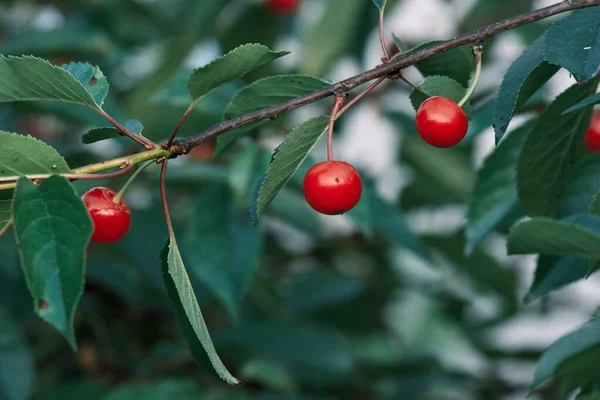 Prunus Cerasus Asam Ceri Masak Buah Merah — Stok Foto