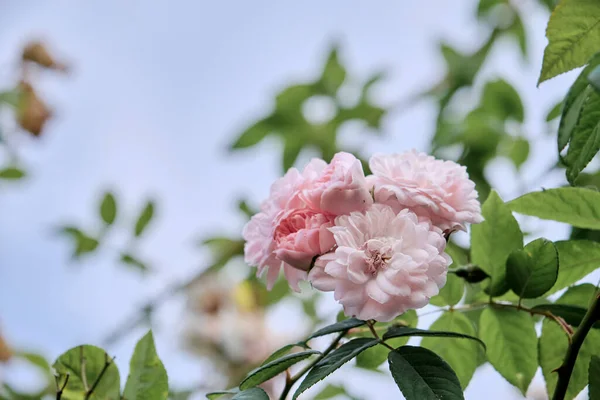 Rose Francesi Rosa Galica Fiori Rosa — Foto Stock