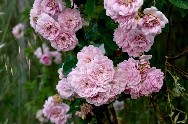 Franska Rosor Rosa Galica Rosa Blommor — Stockfoto