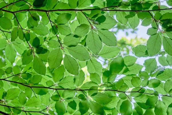 Bne Sylvatica Kayın Ağacı Yeşilliği Ayrıntıları — Stok fotoğraf